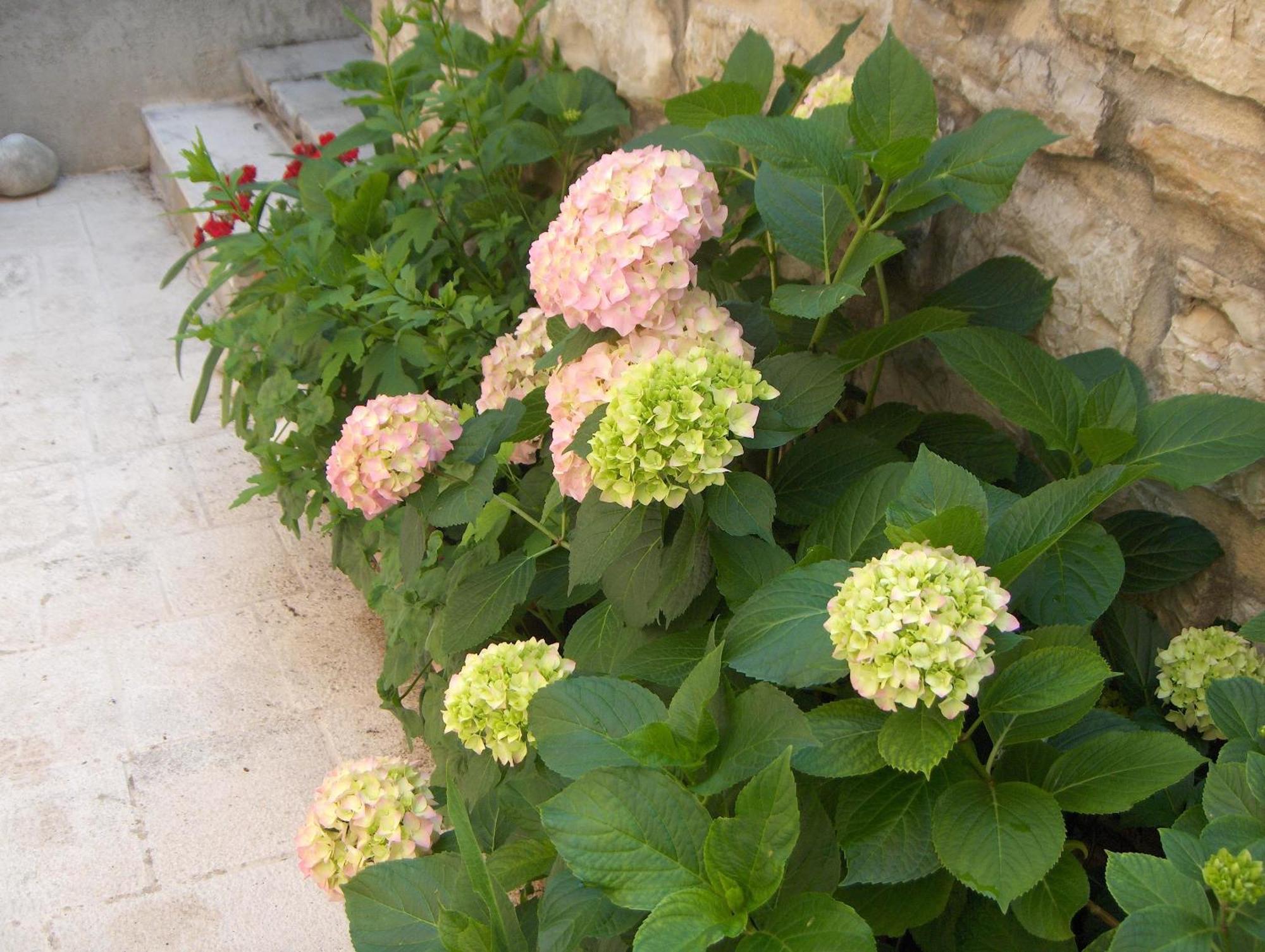 Lucijo 3* Vrboska